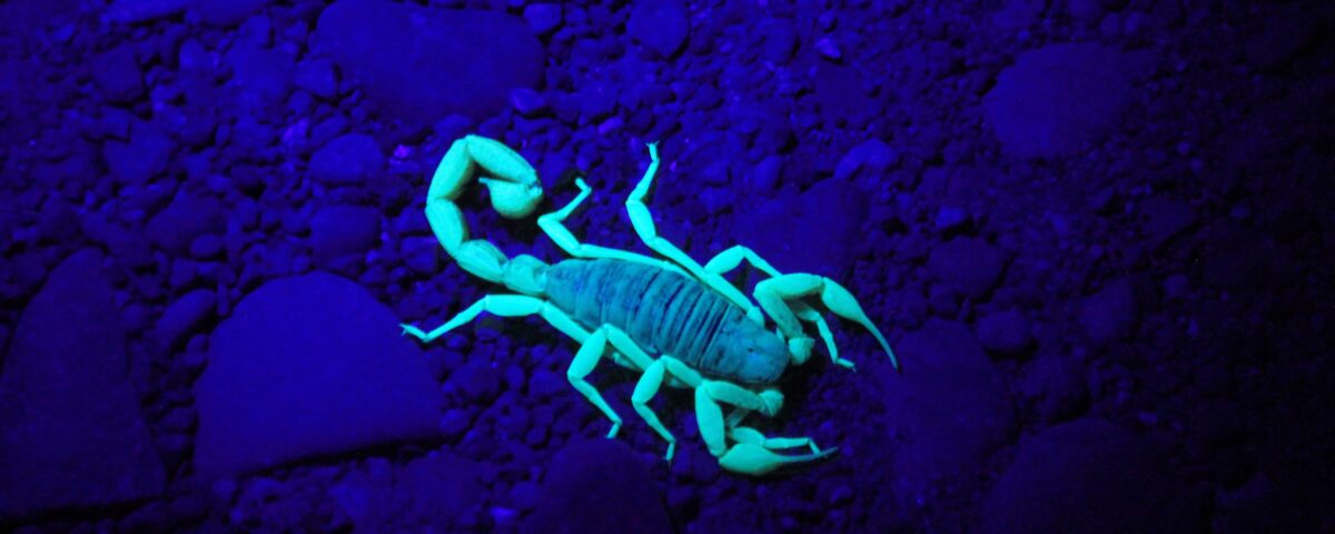 green scorpion on ground