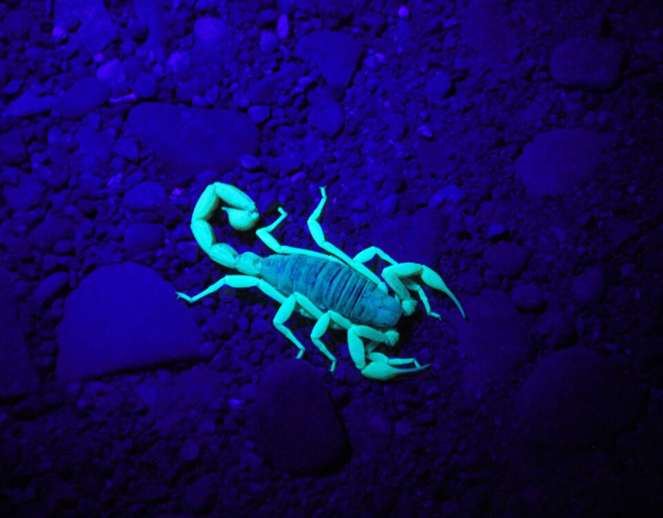 green scorpion on ground