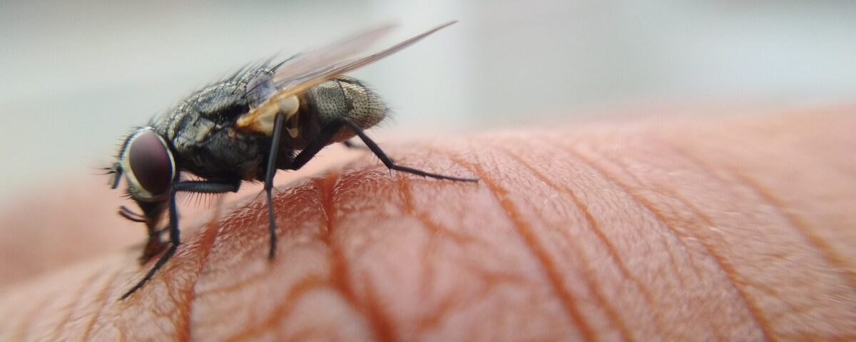 black and yellow fly on human skin