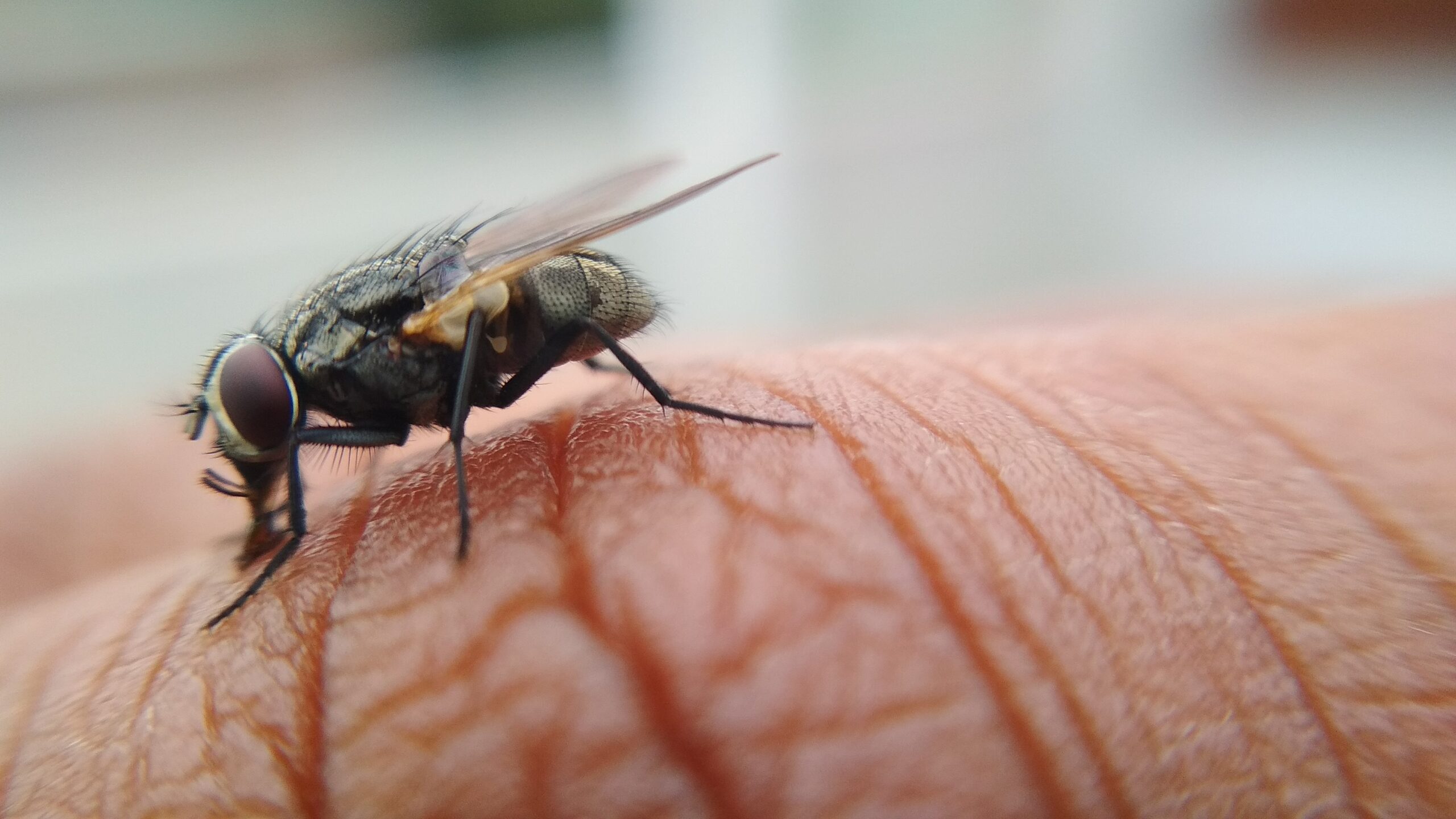 black and yellow fly on human skin