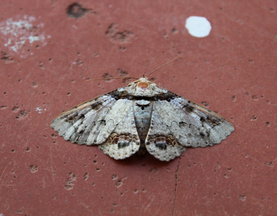 white and brown butterfly on red concrete wall
