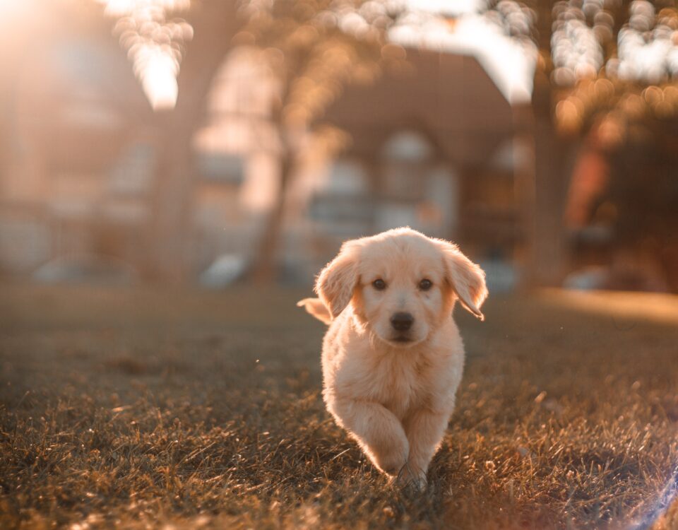 yellow Labrador puppy running on field