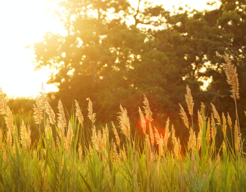 scenery of a grassfield during sunset