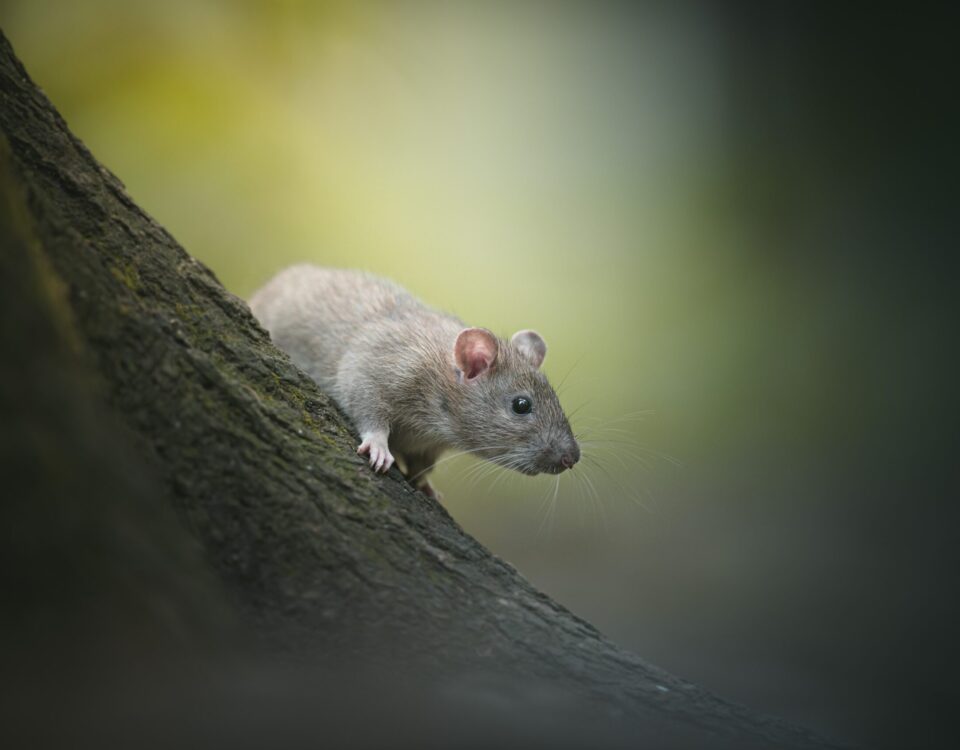 rat, animal, wildlife, outdoor, wood, nature, isolated, wild✓ follow me on Instagram: instagram.com/dkomov✓ downloads more in my site: dkomov.ru