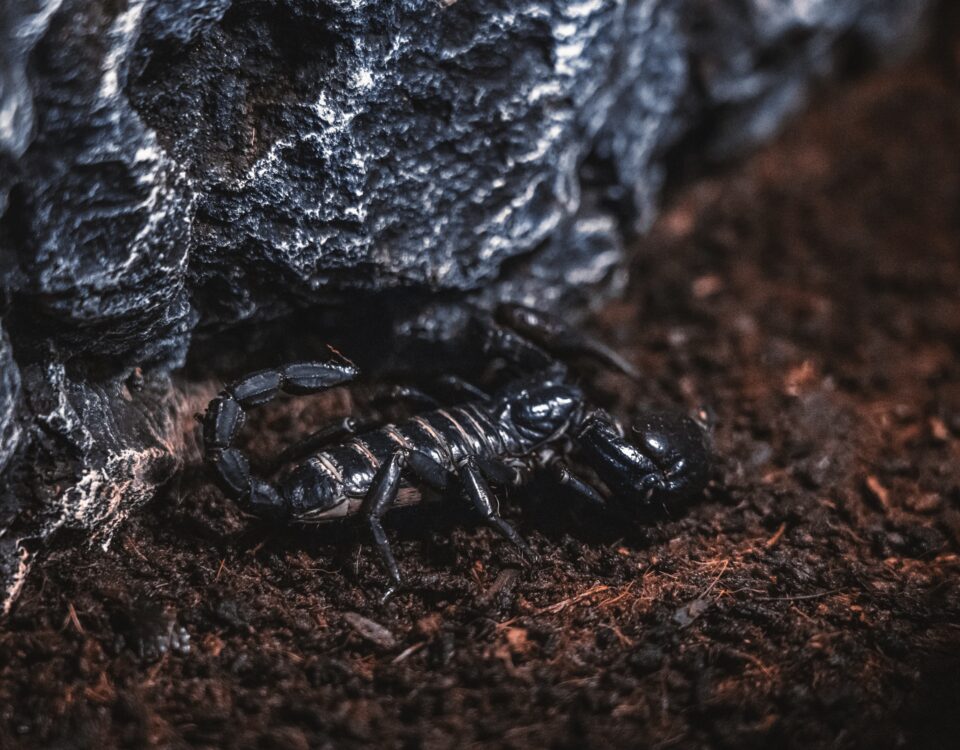 black and white striped crab on brown soil