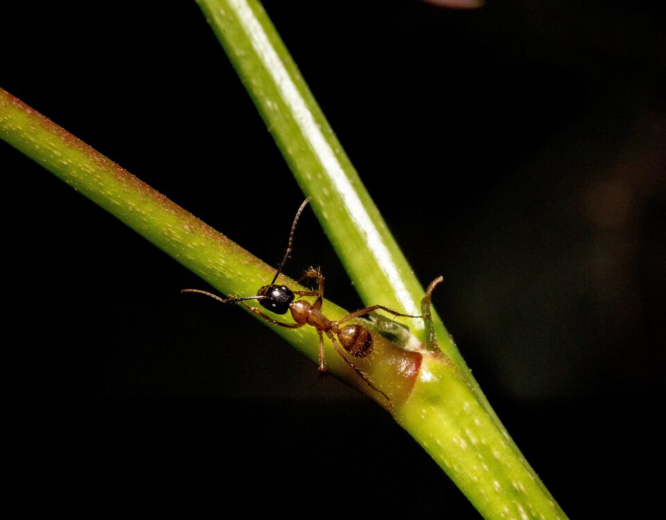 brown ant on plant
