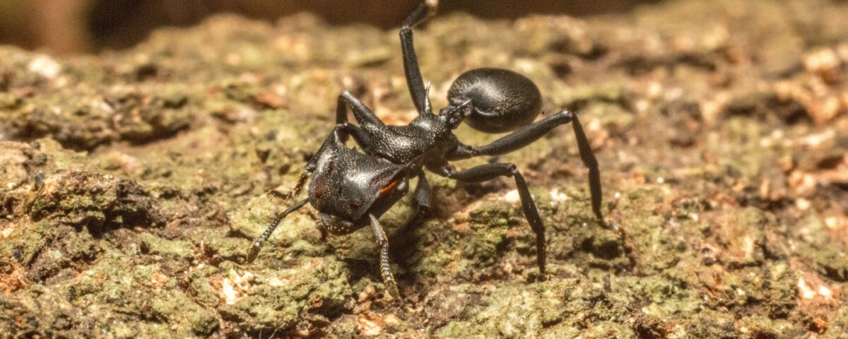 black ant