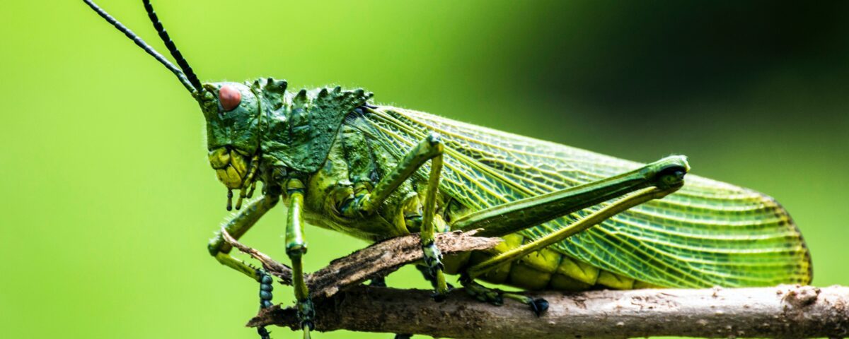 selective focus photography of green insect