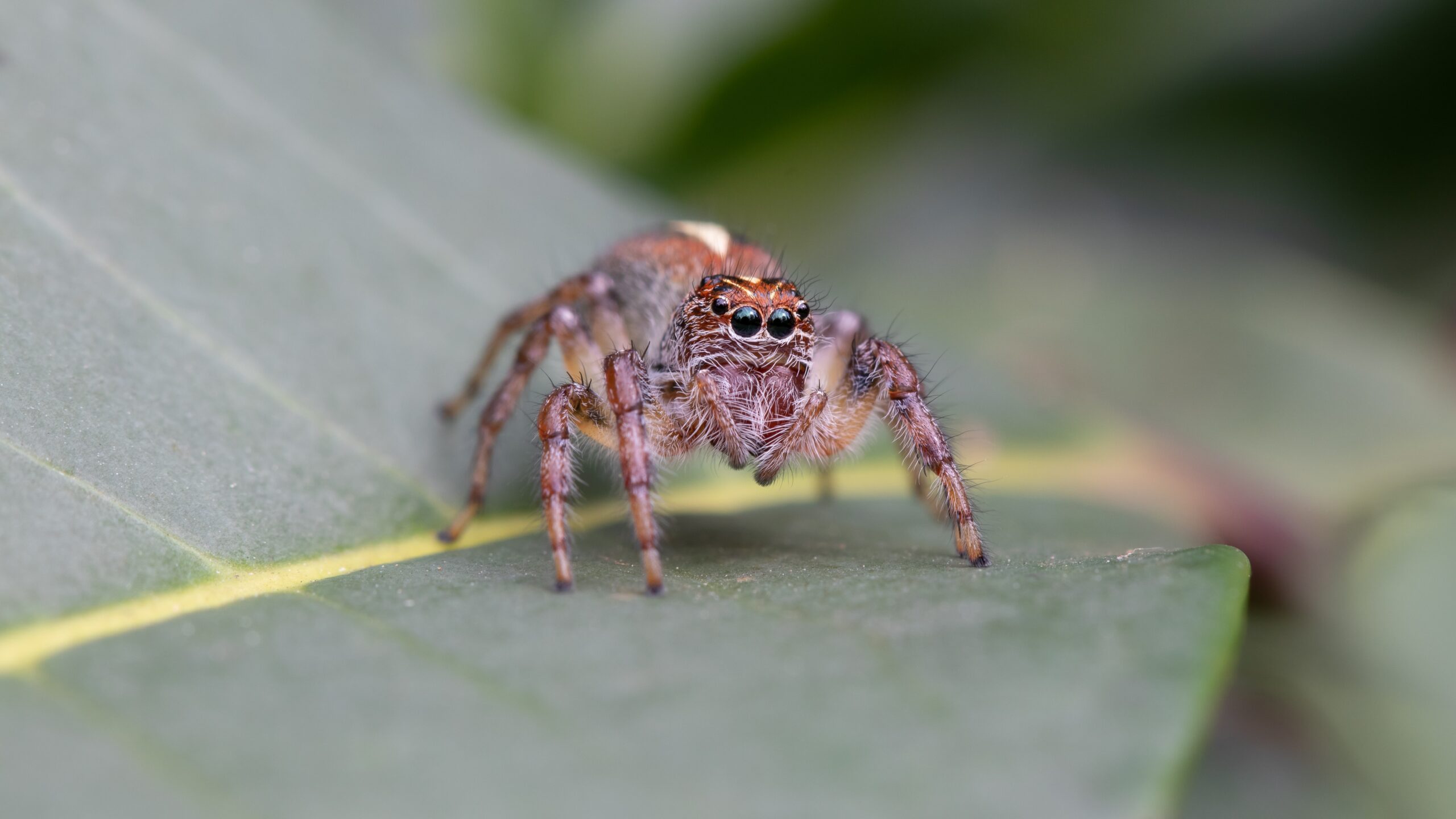 shallow focus photo of brown spider