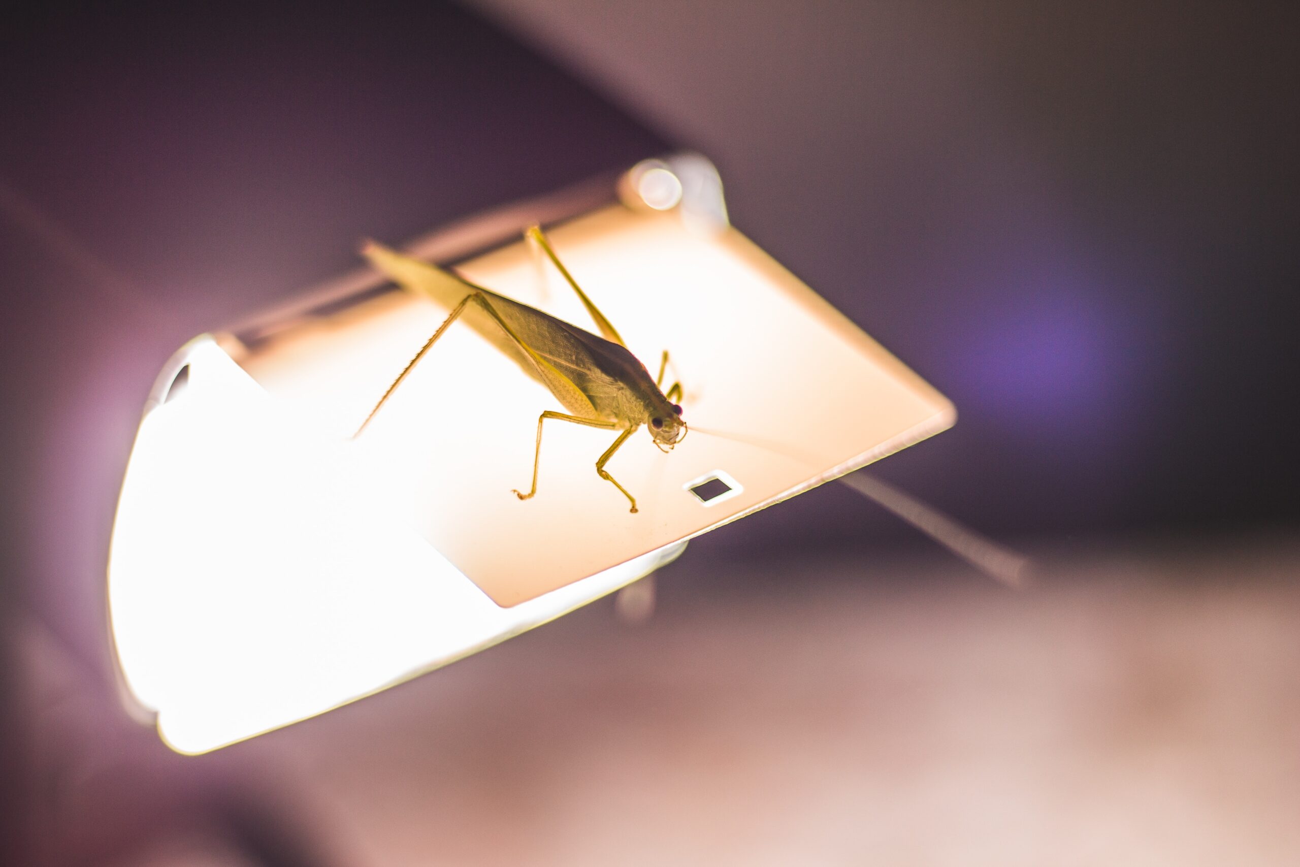 brown grasshopper on white surface