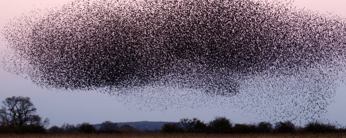 A whale in the sky( Starling roost at Otmoor UK )