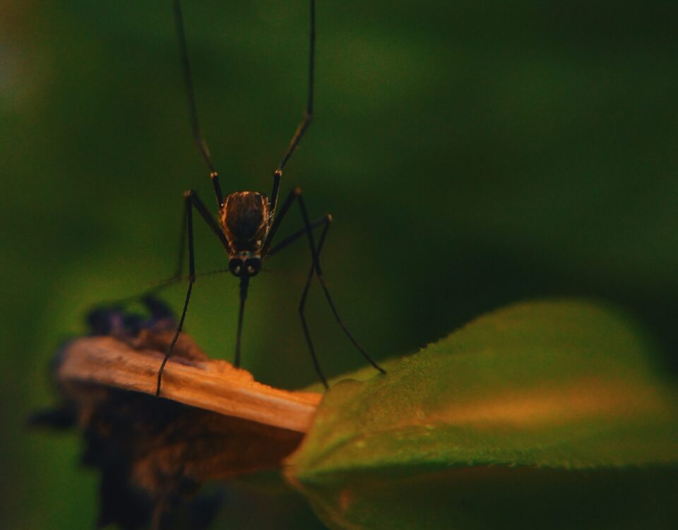 macro photography of mosquito