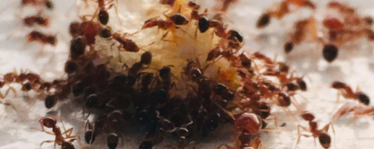 Formigas e alimentos - brown and black ant on white surface