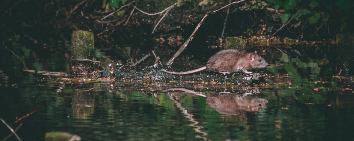 rat near body of water