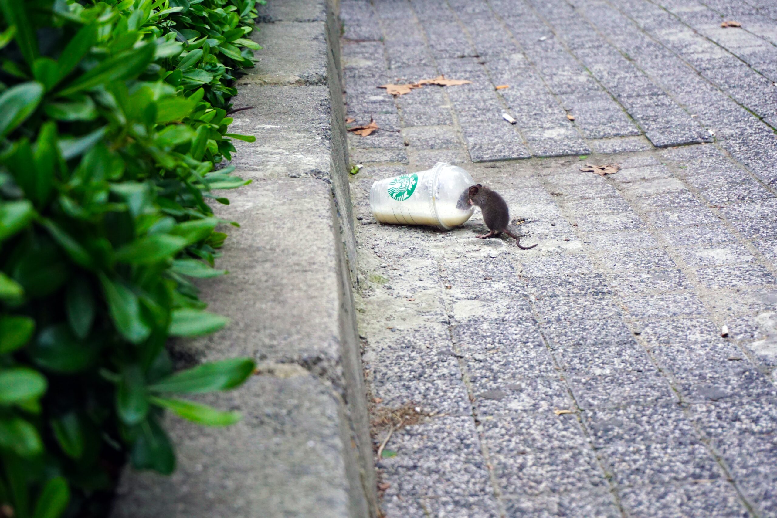 Dedetização de Ratos - rat beside Starbucks plastic up