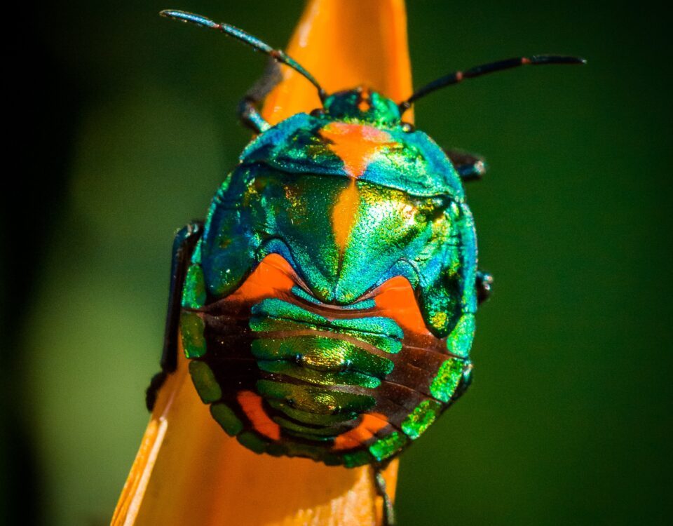 green and orange bug