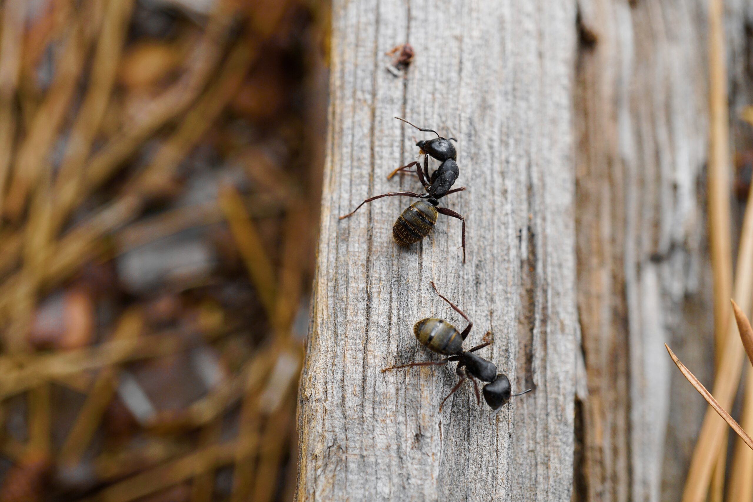 black ant on white wooden surface