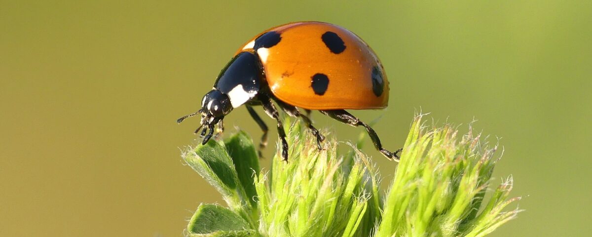 macro photography of orange and black bug perching on plant
