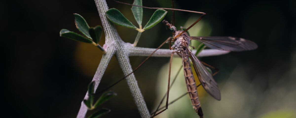 brown and black dragonfly perched on green plant stem in close up photography during daytime