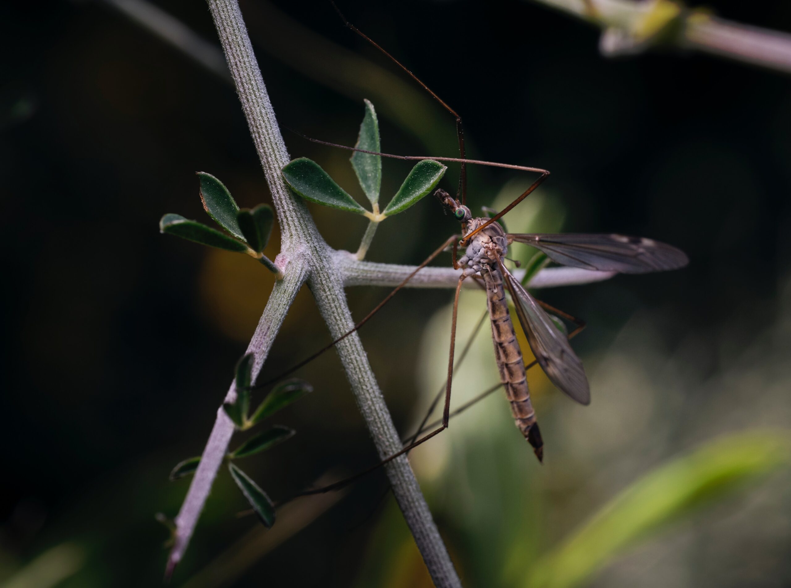 brown and black dragonfly perched on green plant stem in close up photography during daytime