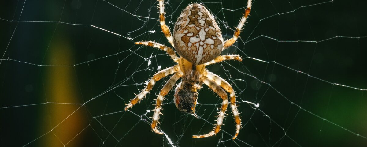 brown spider on spider web during daytime