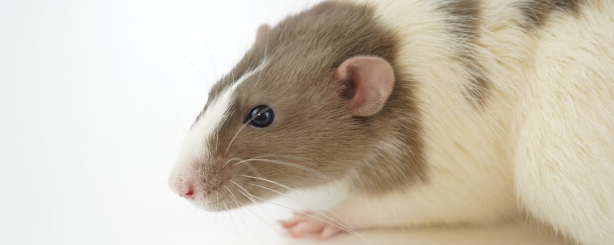 white and brown hamster on white surface