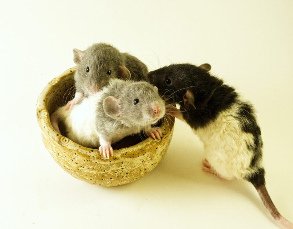 white and black guinea pig on brown round bowl