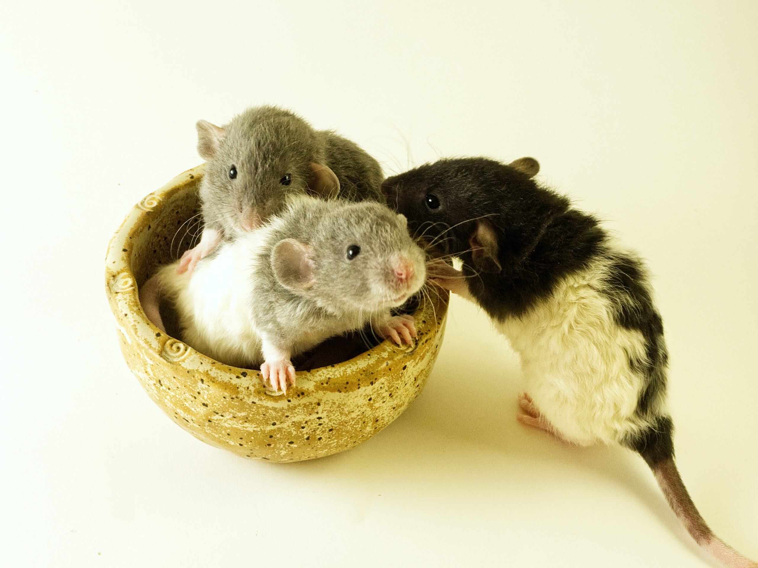 white and black guinea pig on brown round bowl