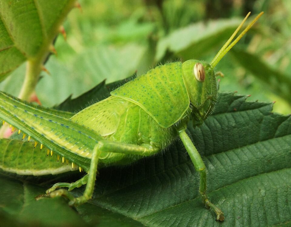 green insect on green leaf