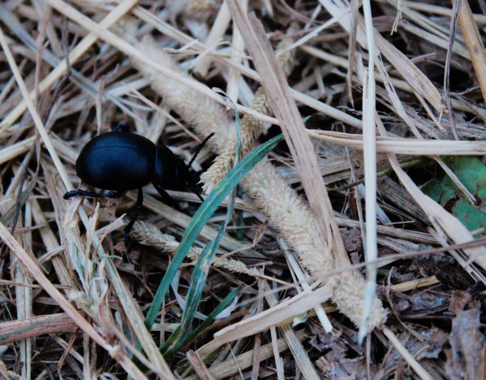 black beetle on brown dried grass