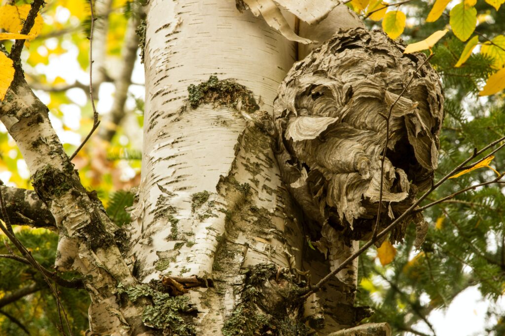 A bees nest built on the side of a birch tree resembles the shaggy bark as it lies camouflaged high in the tree.Safer from natural enemies because it's hard to see. A danger for all who might get too close.