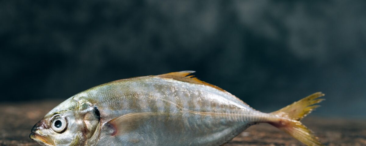 silver fishe