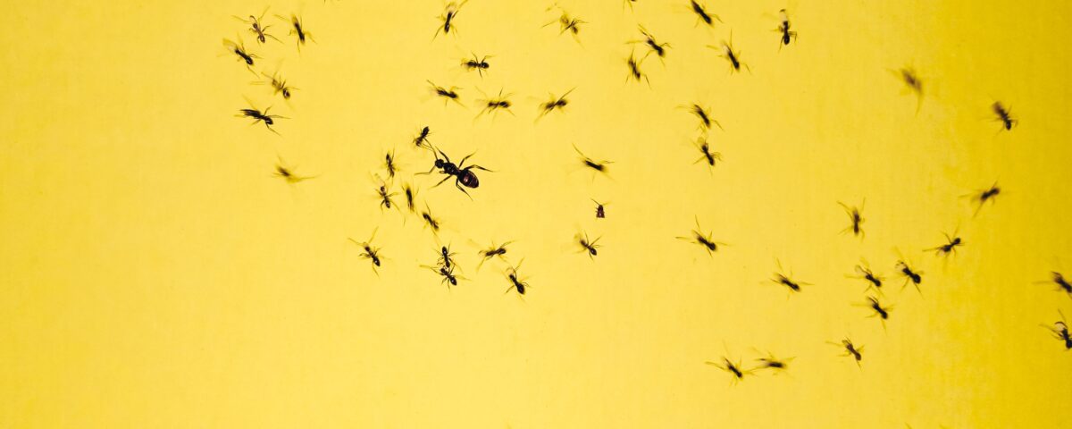 black insects on yellow background