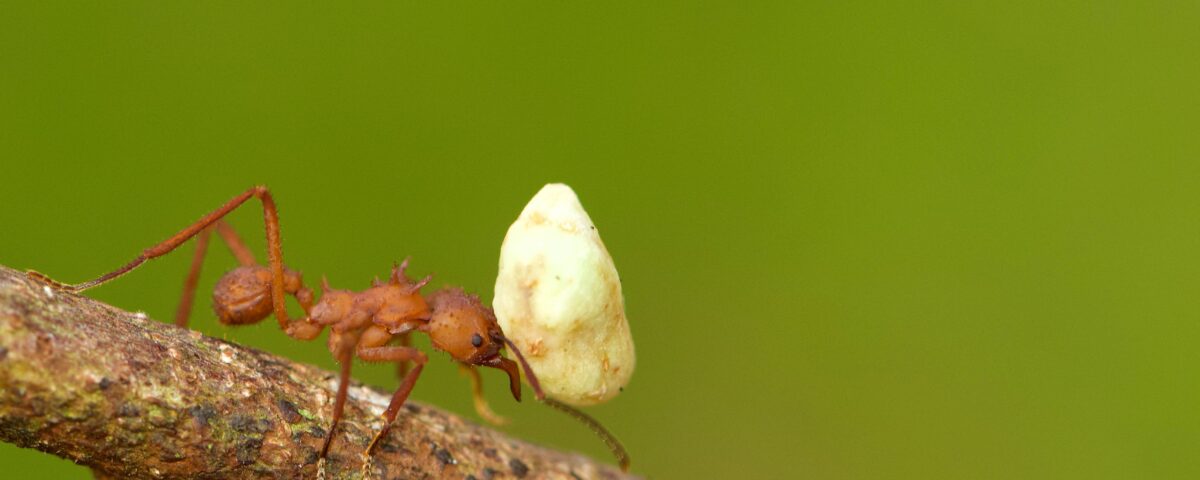 red ant on white mushroom
