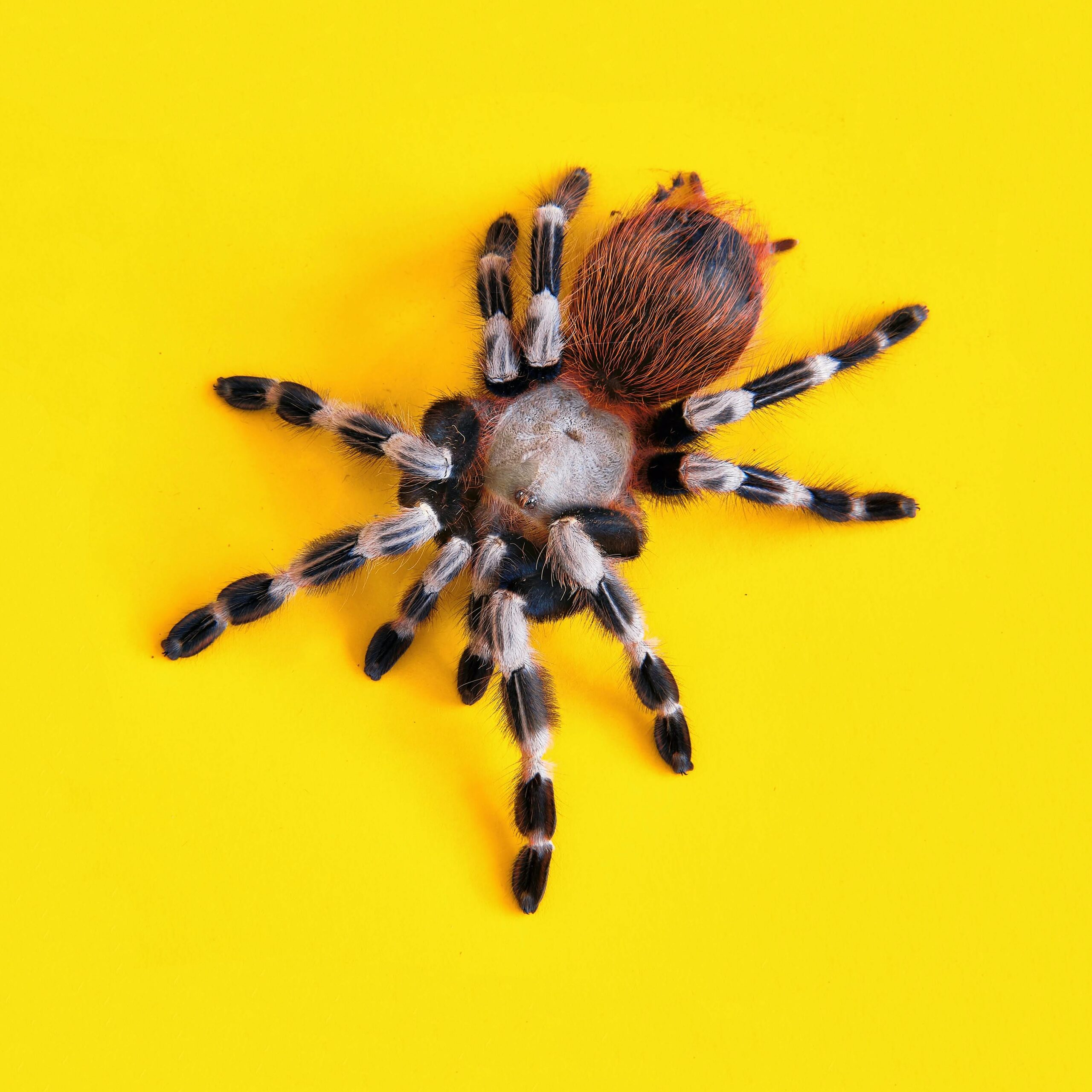 brown and black tarantula on yellow surface
