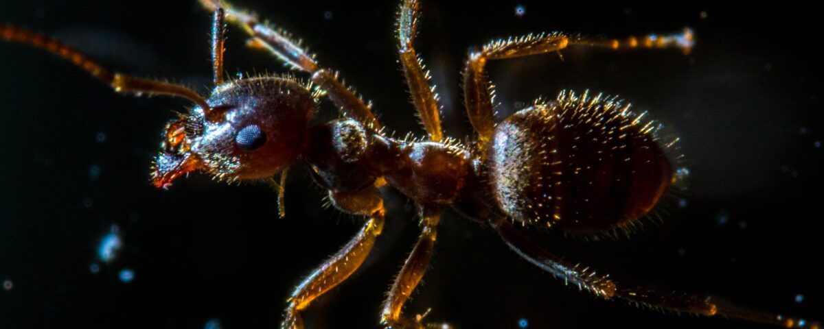 red ant in black background