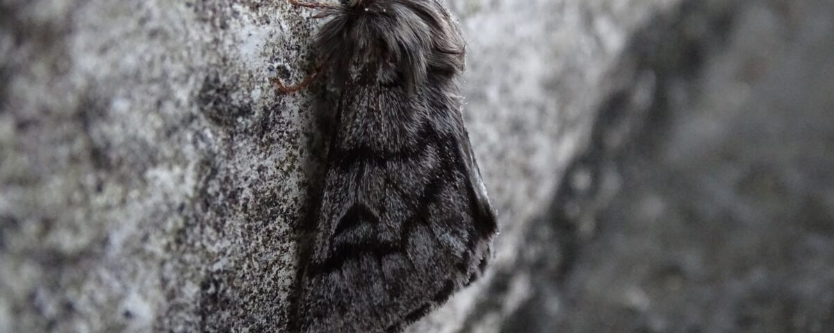 moth on gray surface
