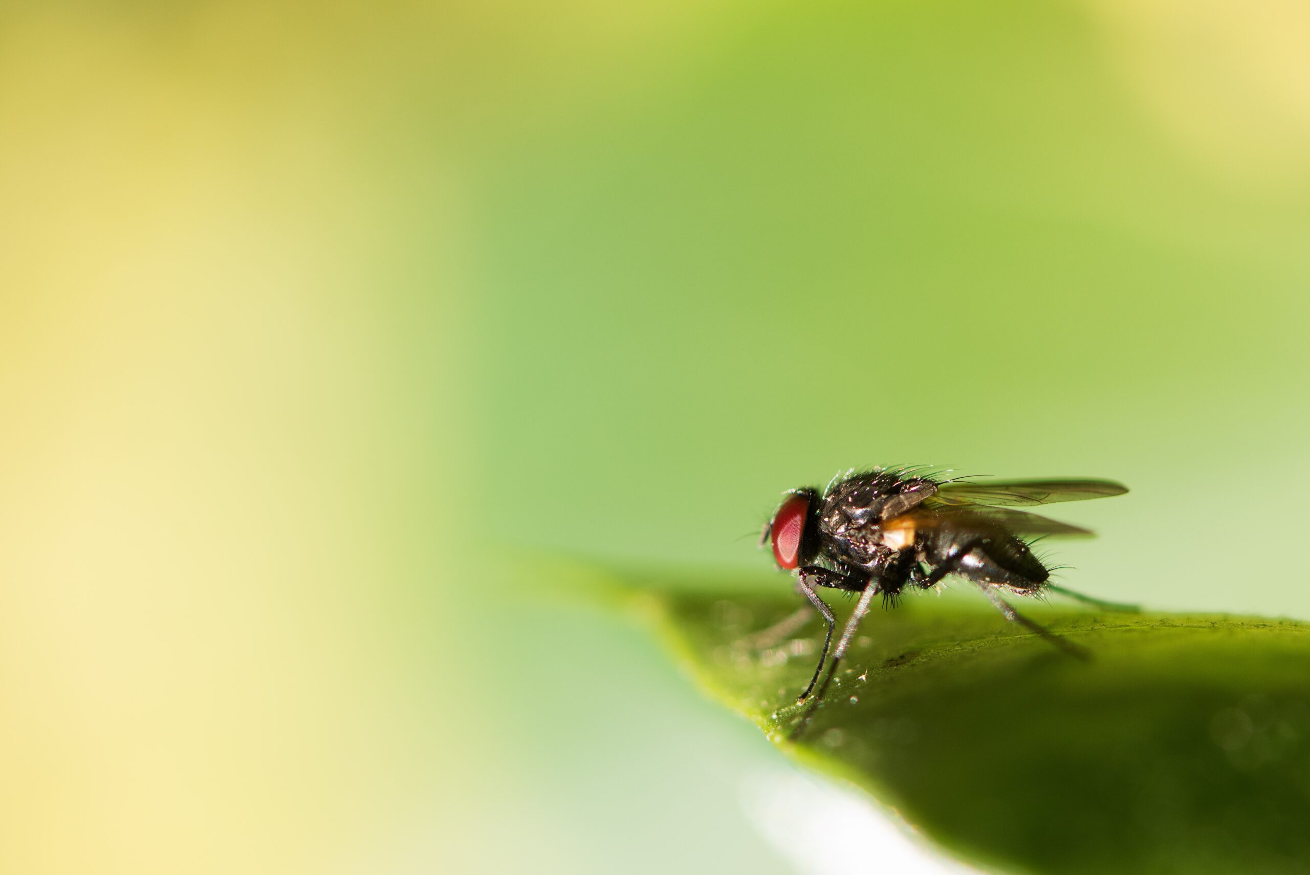 micro photography of black fly on green leaf