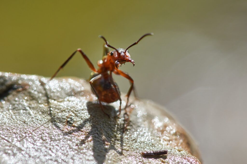 macro photography of red ant on rock during daytime