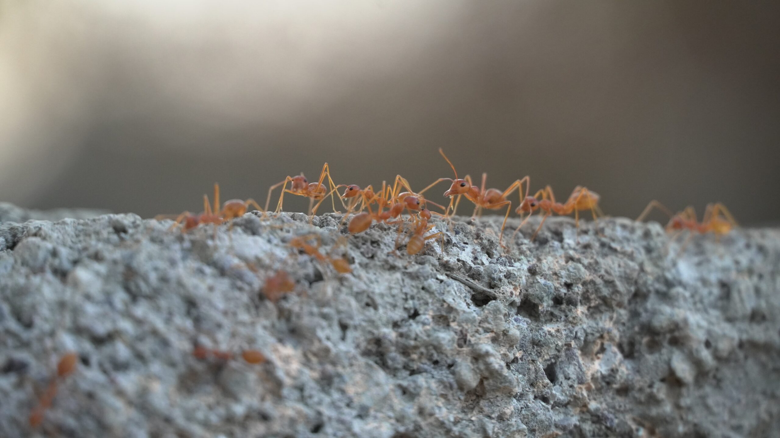 brown ant on gray concrete